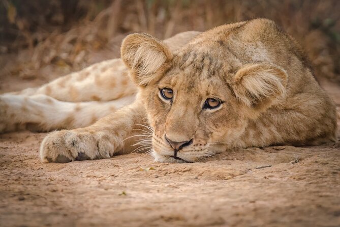 3-Day Ultimate Big Five Safari - Murchison Falls & Rhinos - Key Points