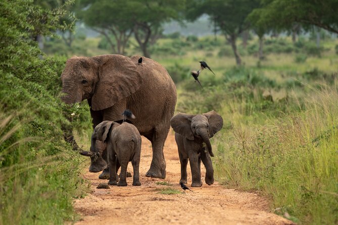 3-Day Ultimate Big Five Safari - Murchison Falls & Rhinos - Safari Highlights and Experiences