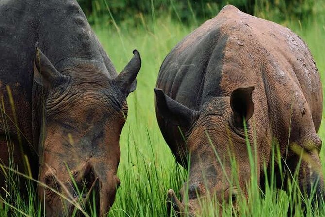 3-Day Ultimate Big Five Safari - Murchison Falls & Rhinos - Wildlife Encounters and Sightings