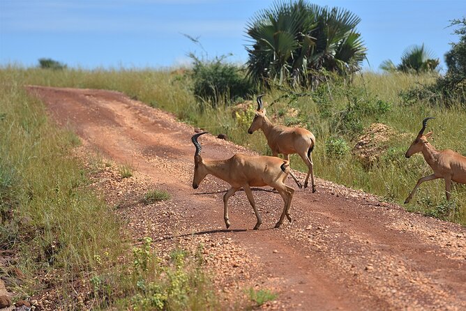 3-Day Ultimate Big Five Safari - Murchison Falls & Rhinos - Accommodation and Dining