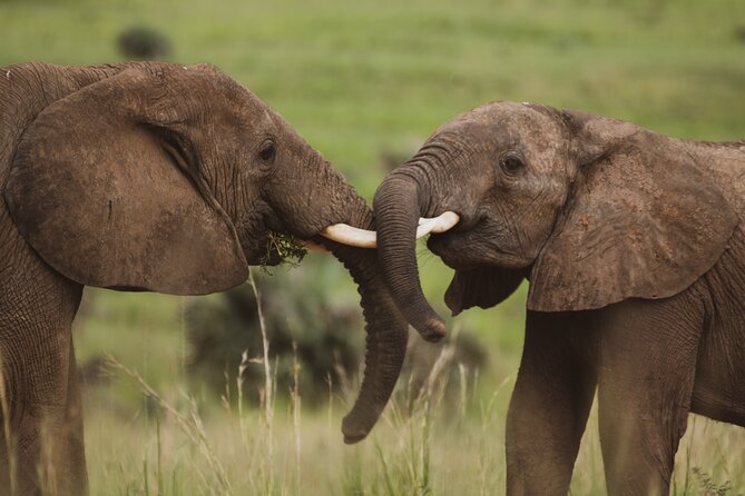 3-Day Ultimate Big Five Safari - Murchison Falls & Rhinos - Tour Inclusions and Exclusions