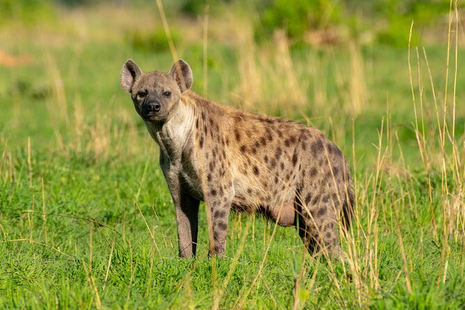 3-Day Ultimate Big Five Safari - Murchison Falls & Rhinos - Pre-Tour Considerations and Requirements