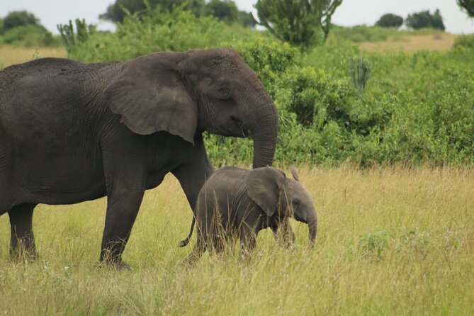 3-Day Ultimate Big Five Safari - Murchison Falls & Rhinos - Logistics and Meeting Point