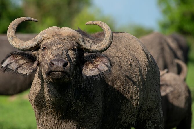 3-Day Ultimate Big Five Safari - Murchison Falls & Rhinos - About the Tour Operator