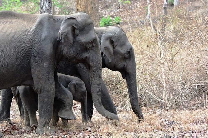 3-Day Wayanad Tour From Bangalore - Pickup and Meeting