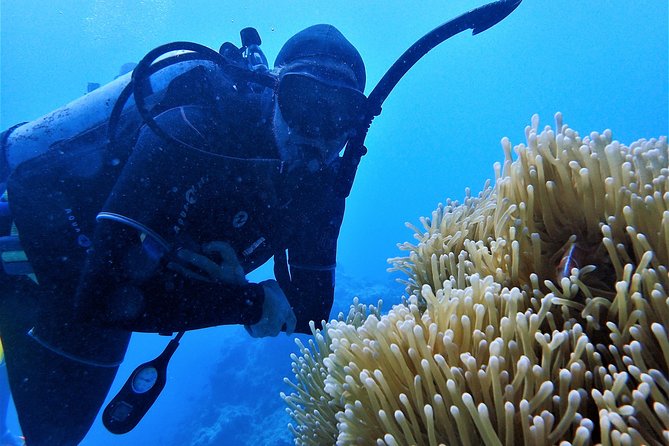 3 Day Whitsundays Sailing and Diving Adventure: Kiana - Snorkeling and Diving Experiences