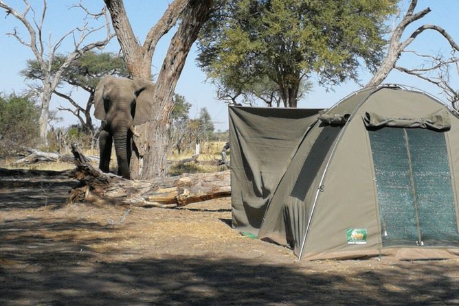 3 Day Wilderness Trail: Moremi, Khwai & East Okavango Delta - WildCamping Safari - Accommodations and Camping