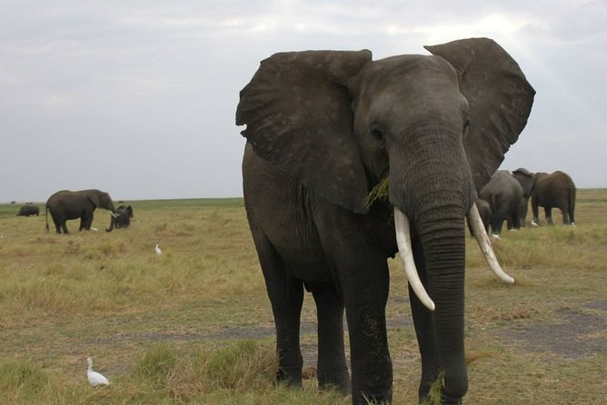 3 Day Wilderness Trail: Moremi, Khwai & East Okavango Delta - WildCamping Safari - Activities and Experiences