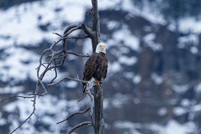 3 Day Wildlife Photography Tour in Yellowstone National Park - Meeting and Pickup Information