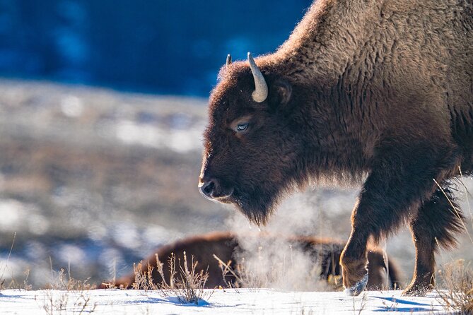 3 Day Wildlife Photography Tour in Yellowstone National Park - Schedule and Availability