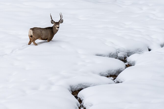 3 Day Wildlife Photography Tour in Yellowstone National Park - Booking and Cancellation Policies
