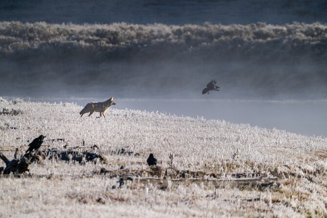 3 Day Wildlife Photography Tour in Yellowstone National Park - Customer Reviews and Ratings