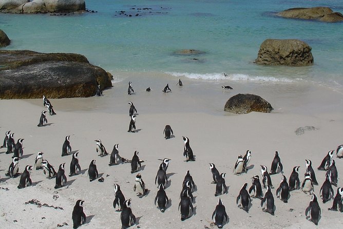 3 Day Wildlife Safari Tour - Garden Route Small Group Tour From Cape Town - Coastal Wonders of the Cape Peninsula