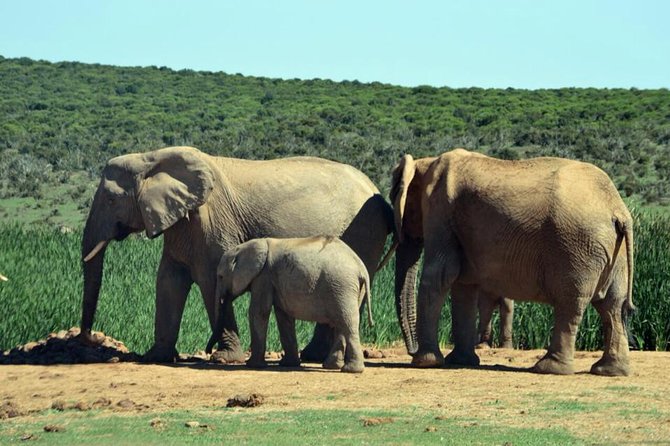 3 Day Wildlife Safari Tour - Garden Route Small Group Tour From Cape Town - Accommodation and Transportation Details