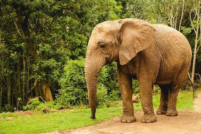 3 Day Wildlife Safari Tour - Garden Route Small Group Tour From Cape Town - Dietary and Health Considerations