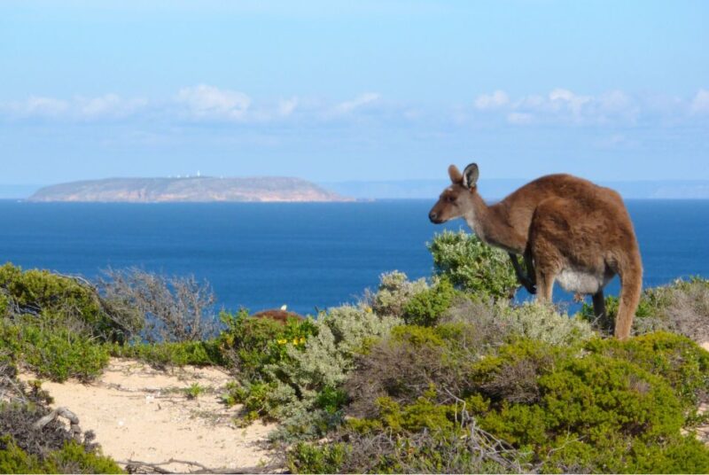 3-Day Yorkes Peninsula Coastal Wilderness Tour From Adelaide - Accommodation Options