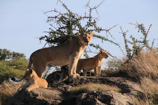3 Days 2 Night Mikumi National Park & Udzungwa Walking Safari - Accommodations and Meals