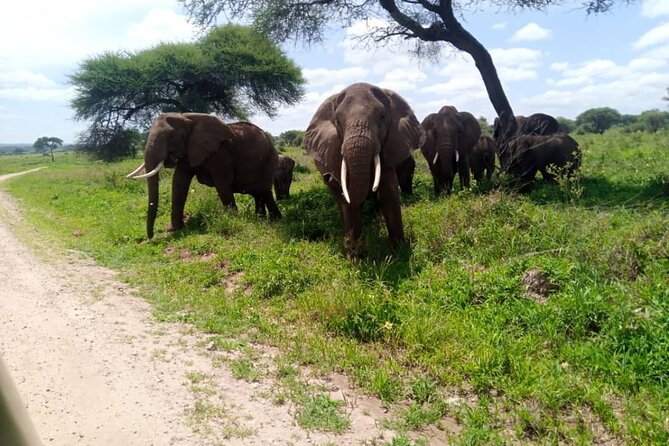 3 Days 2 Night Mikumi National Park & Udzungwa Walking Safari - Getting There and Back