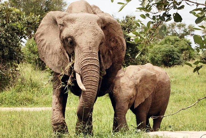 3 Days 2 Nights Adventures At Mikumi National Park - Included Meals and Alcohol