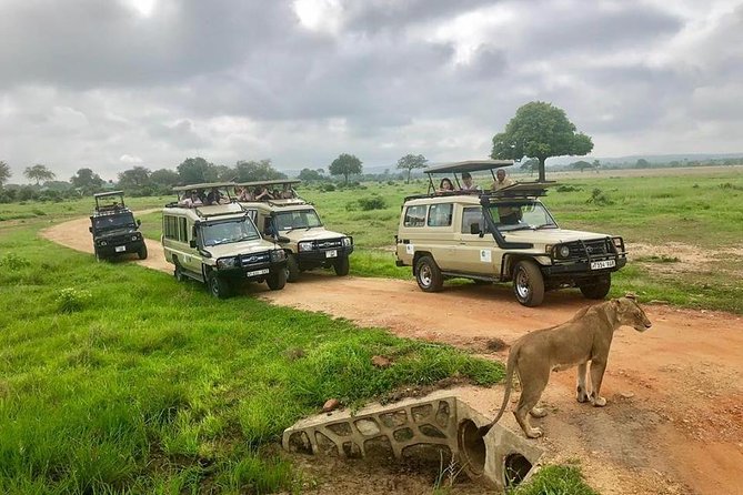 3 Days 2 Nights Adventures At Mikumi National Park - Game Drives and Viewing