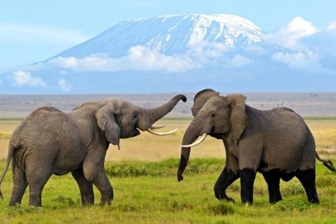 3 Days 2 Nights Amboseli Safari - Key Points