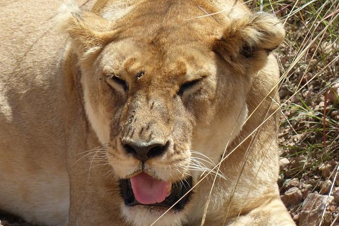 3 Days 2 Nights Budget Group Safari to Maasai Mara National Reserve - Wildlife Viewing
