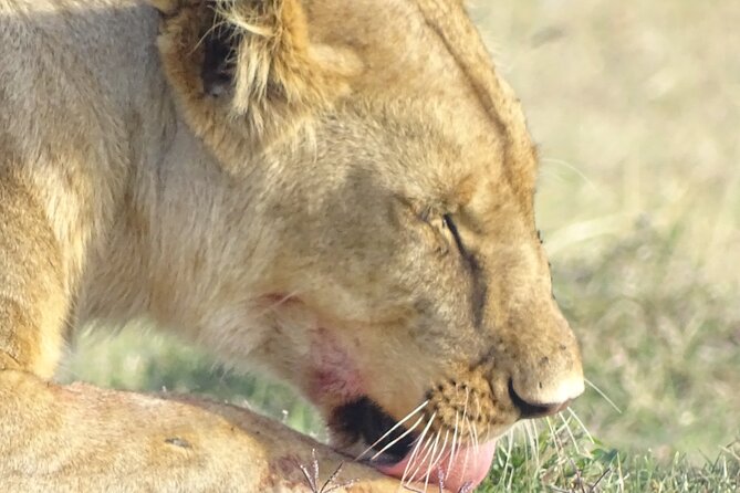 3 Days 2 Nights Budget Masai Mara Safari - Key Points