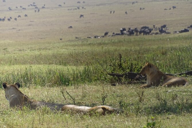 3 Days 2 Nights Budget Masai Mara Safari - Tour Booking and Logistics
