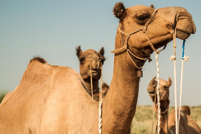 3 Days / 2 Nights Camel Safari - Itinerary and Inclusions