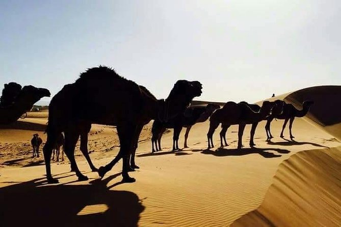 3 Days 2 Nights Desert Trip Fes to Marrakech - Trip Overview