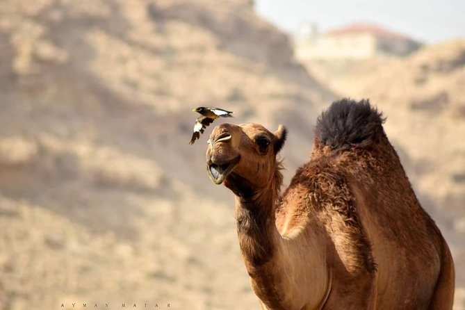3 Days & 2 Nights | From Marrakech to Merzouga — Sahara Desert - Meals Included