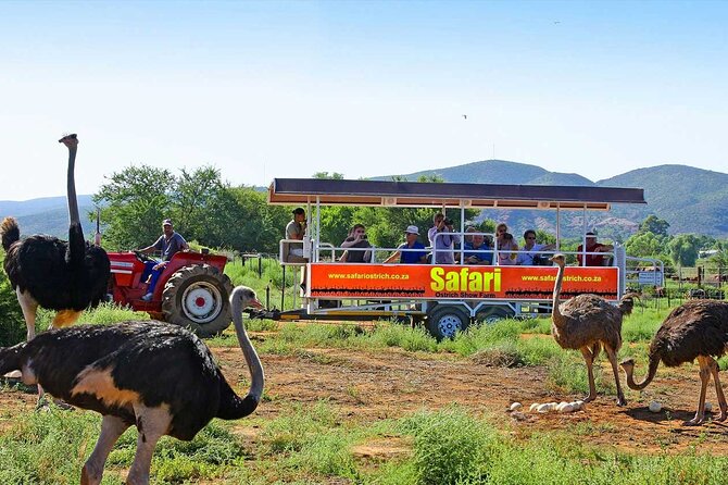 3 Days 2 Nights Garden Route Private Tour From Cape Town - Customer Feedback and Response