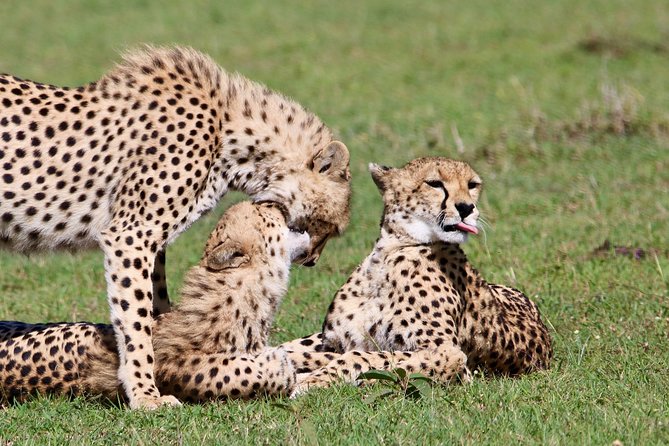 3 Days 2 Nights in Maasai Mara via The Great Rift Valley - Reviews and Ratings