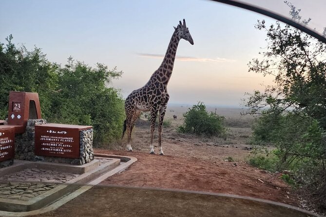 3 Days - 2 Nights Maasai Mara From Nairobi - Day 2: Full-Day Game Drive