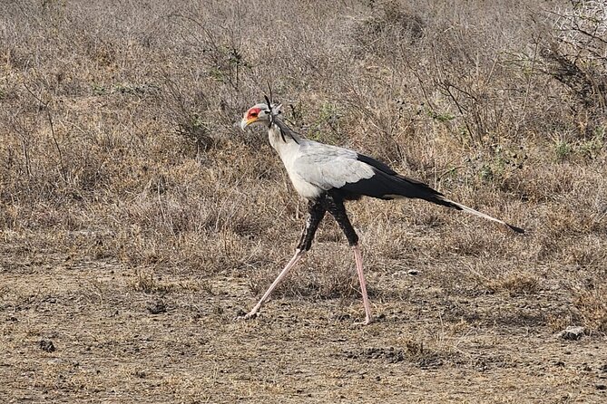 3 Days - 2 Nights Maasai Mara From Nairobi - Cultural Experiences