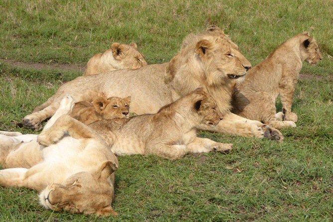 3 Days 2 Nights Masai Mara Budget Safari From Nairobi - Accessibility and Participation Details
