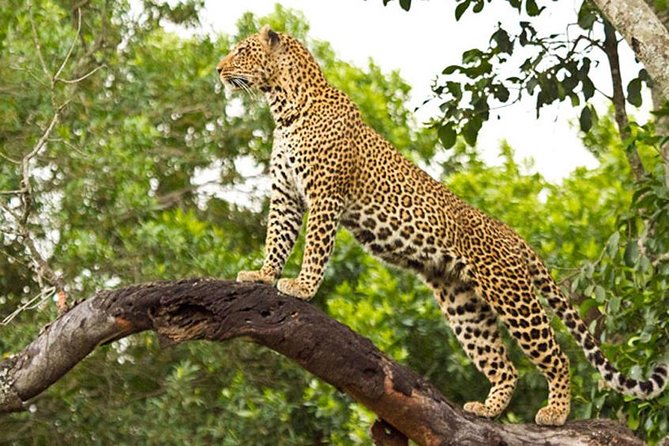 3 Days 2 Nights Masai Mara Budget Safari From Nairobi - About Day to Day Tours and Safaris