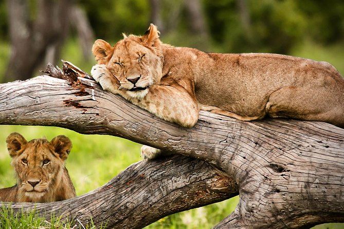 3 Days 2 Nights Masai Mara Joining Safari From Nairobi - Sightseeing Opportunities