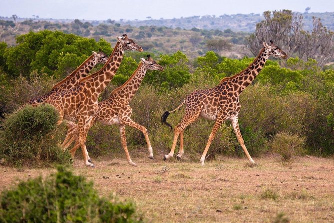 3 Days 2 Nights Masai Mara Joining Safari From Nairobi - Meals and Catering
