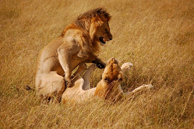 3 Days 2 Nights Masai Mara Joining Safari From Nairobi - Booking and Cancellation