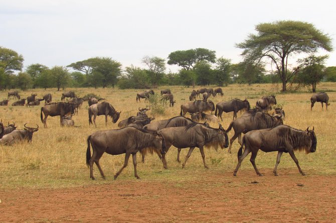 3 Days 2 Nights Masai Mara Mid-Range 4 X 4 Jeep Safari - Meeting and Pickup Details