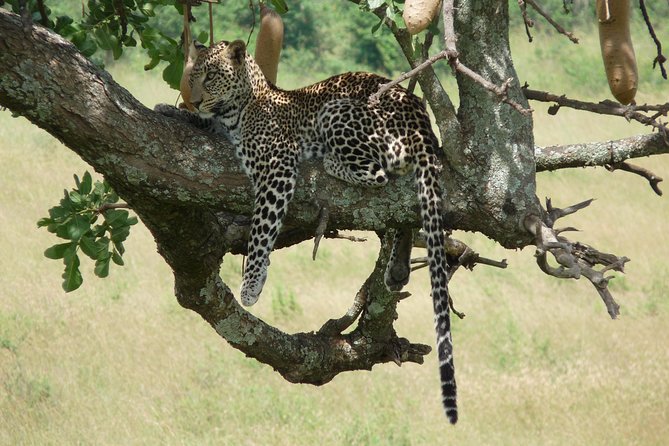 3 Days 2 Nights Masai Mara Mid-Range 4 X 4 Jeep Safari - Cancellation and Refund Policy