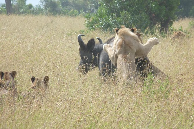 3 Days 2 Nights Masai Mara Mid-Range 4 X 4 Jeep Safari - Highlights of the Masai Mara