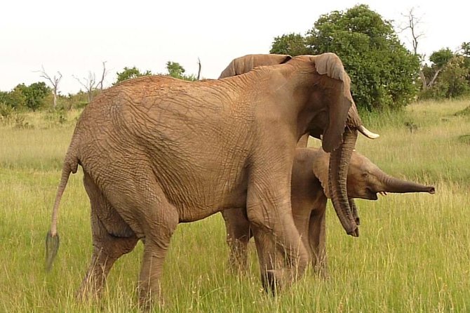 3 Days 2 Nights Masai Mara Mid-Range 4 X 4 Jeep Safari - What to Bring and Expect