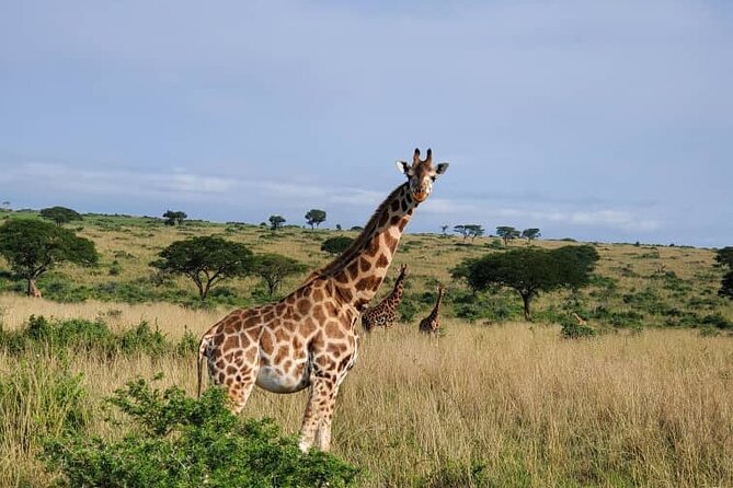 3 Days 2 Nights, Murchison Falls And Wildlife Safari - Itinerary
