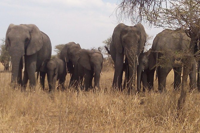 3 Days 2 Nights Ngorongoro, Manyara & Tarangire National Park Camping - Accessibility