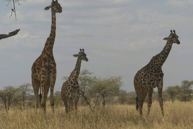 3 Days 2 Nights Ngorongoro, Manyara & Tarangire National Park Camping - Reviews and Ratings