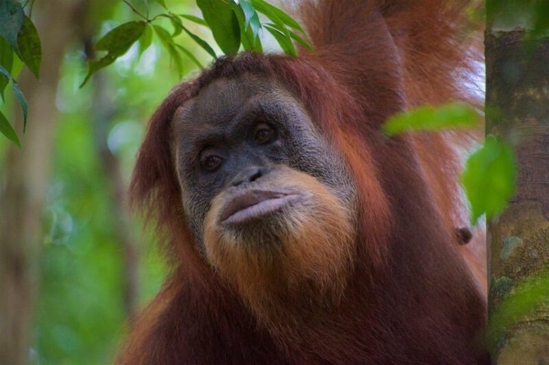 3 Days 2 Nights Orangutan Trek Bukit Lawang - Key Points