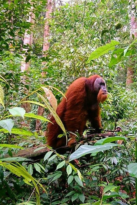 3 Days 2 Nights Orangutan Trek Bukit Lawang - Wildlife Spotting