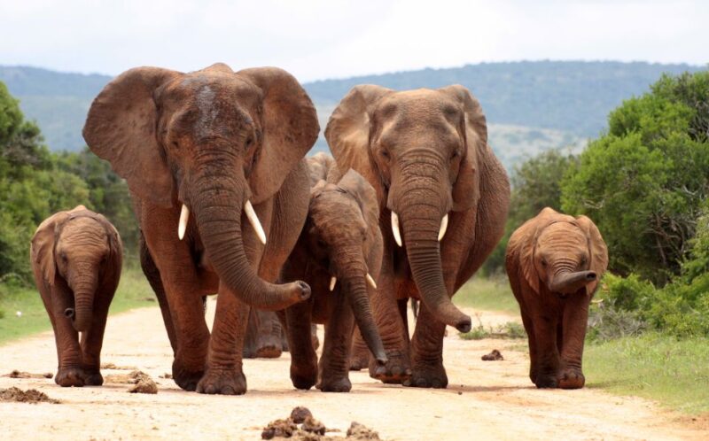 3 Days 2 Nights Panorama Tour & Kruger National Park Safari - Pickup and Transfers